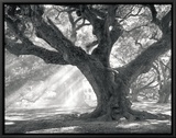 Buy Andrew Oak, Afternoon Light at AllPosters.com
