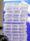 Petri Dishes Stacked for Research Laboratory