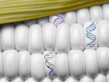Buy DNA Corn Genetic Engineer Yellow White Food at AllPosters.com