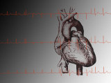 Heart and Readout of EKG ECG Cardio Rhythms