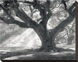 Buy Andrew Oak, Afternoon Light at AllPosters.com
