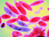 Paramecium Mag. X50 Unicellular Ciliate