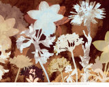 Translucent Shadows I
