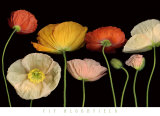 Poppy Garden I