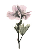 Geranium