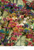 Buy Variegation of the Vines II at AllPosters.com