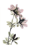 Buy Azalea at AllPosters.com
