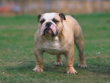 Bulldog Standing in Grassy Field