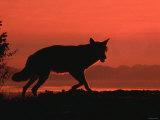 Silhouette of Wolf While Walking Through Field at Sunset