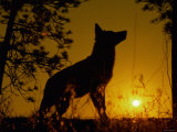 Silhouette of Gray Wolf Standing in Field at Sunset