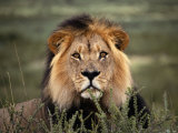 Buy Alert Lion Lying Down in Grass at AllPosters.com