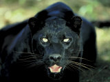 Buy Close Up of Wild Black Leopard Showing Teeth at AllPosters.com