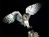 Barn Owl Flying Towards the Tattered Edge of a Tree Stump in Order to Land