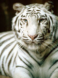 Buy Close Up of Siberian Tiger in the Wild at AllPosters.com