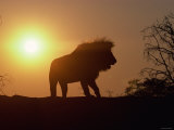 Buy Silhouette of Standing Lion at Sunset in Wild at AllPosters.com