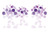 Purple Wonder