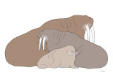 Buy Brown Walrus at AllPosters.com