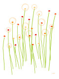 Orange Dandelion
