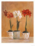 Amaryllis in Pots