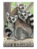 Tailed Lemurs, Point Defiance Zoo and Aquarium