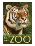 Buy Visit the Zoo, Sumatran Tiger Scene at AllPosters.com