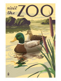 Visit the Zoo, Mallard Ducks Scene