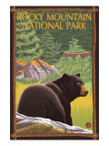 Rocky Mountain National Park, CO, Black Bear in Forest