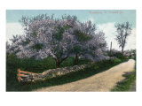 Brattleboro, Vermont, View of Orchard Street with Blossoming Trees