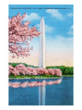 Washington DC, View of the Washington Monument through Blossoming Cherry Trees