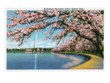Washington DC, View of the Washington Monument with Blossoming Cherry Trees