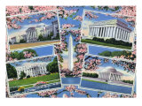 Washington, DC, Views Memorials, Monuments, White House and Blossoming Cherry Trees