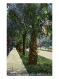Jacksonville, Florida, View of Hubbard Street with Tropical Foliage and Palm Trees