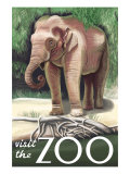 Visit the Zoo, Asian Elephant
