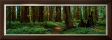 Buy Sequoias at AllPosters.com