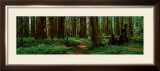 Buy Sequoias at AllPosters.com