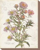Buy September Aster at AllPosters.com
