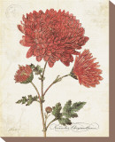 Buy November Chysanthemum at AllPosters.com