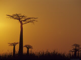 Buy Baobab Avenue at Sunset, Madagascar at AllPosters.com