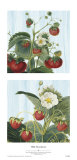 Buy Wild Strawberries at AllPosters.com