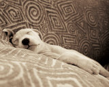 Dog Tired
