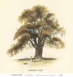 Common Oak