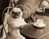 Cafe Pug Art Print