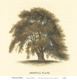 Oriental Plane