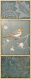 Northern Oriole