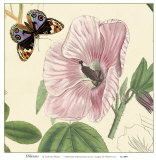Buy Hibiscus at AllPosters.com