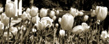 Buy Tulips in the Breeze I at AllPosters.com