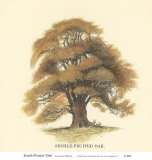 Buy Sessile-Fruited Oak at AllPosters.com
