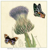Buy Field Thistle at AllPosters.com