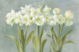 White Amaryllis