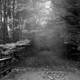 Autumn Walk